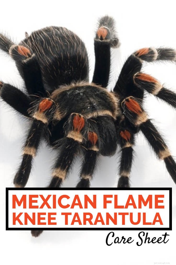 Brachypelma auratum Care Guide: Everything You Need for Your Mexican Flame Knee Tarantula