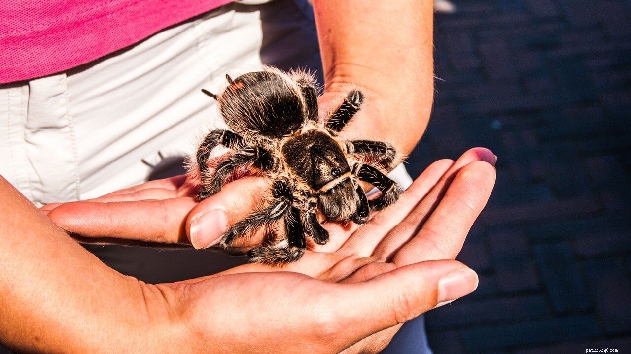 Curly Hair Tarantula (Tliltocatl albopilosus) Care Guide for Beginners