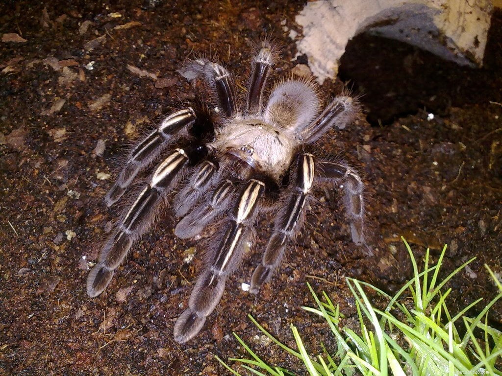 Ephebopus murinus (Skeleton Tarantula) Care Guide – Expert Tips & Maintenance