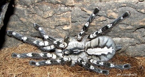 Poecilotheria Regalis: Expert Care Guide for the Indian Ornamental Tarantula