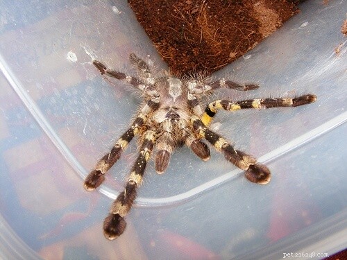 Poecilotheria Regalis: Expert Care Guide for the Indian Ornamental Tarantula