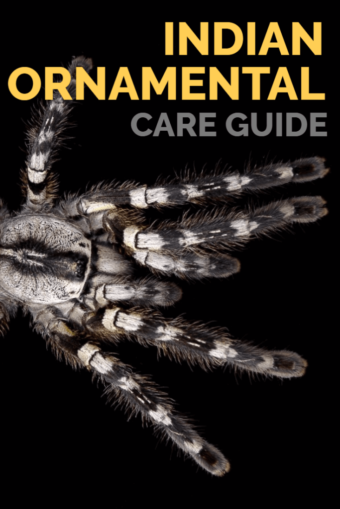Poecilotheria Regalis: Expert Care Guide for the Indian Ornamental Tarantula