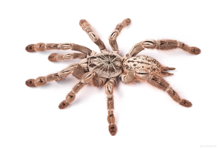 Togo Starburst Baboon (Heteroscodra maculata) Care Guide: Expert Tips & Habitat