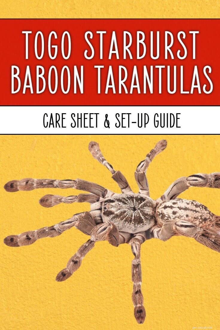 Togo Starburst Baboon (Heteroscodra maculata) Care Guide: Expert Tips & Habitat