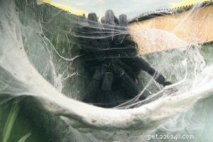 Cobalt Blue Tarantula Care Guide: Tips for Thriving Pets
