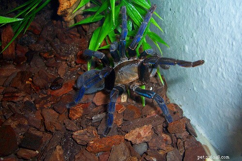 Cobalt Blue Tarantula Care Guide: Tips for Thriving Pets