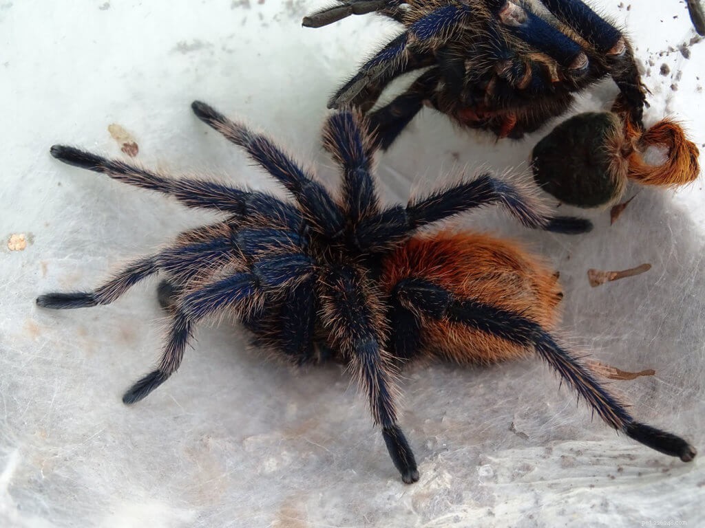 Expert Care Guide for the Greenbottle Blue Tarantula (Chromatopelma cyaneopubescens)