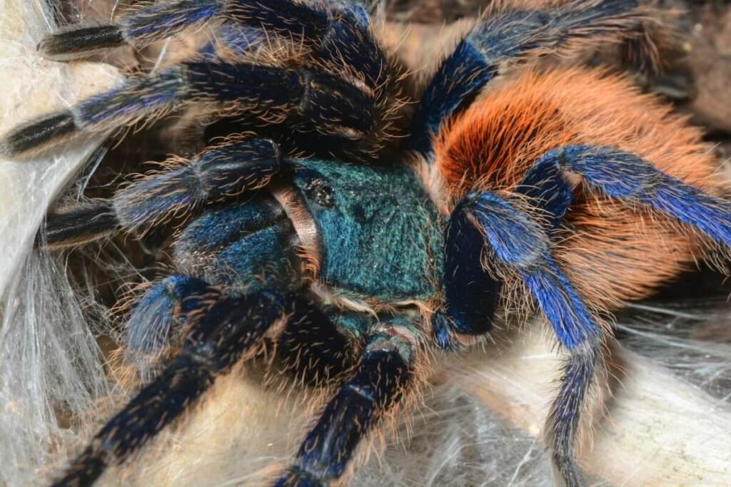 Expert Care Guide for the Greenbottle Blue Tarantula (Chromatopelma cyaneopubescens)