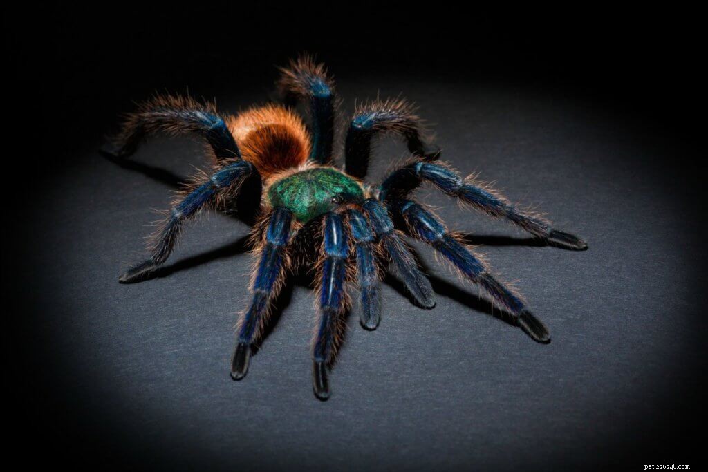 Expert Care Guide for the Greenbottle Blue Tarantula (Chromatopelma cyaneopubescens)