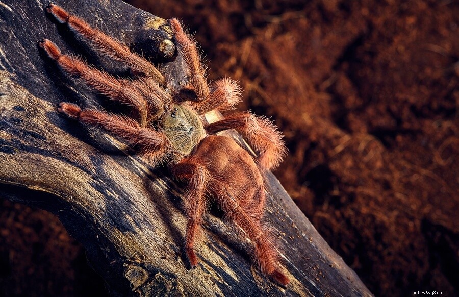 Orange Tree Spider (Pseudoclamoris gigas) Care Guide – Expert Tips