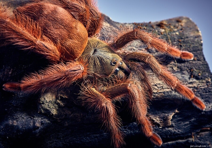 Orange Tree Spider (Pseudoclamoris gigas) Care Guide – Expert Tips