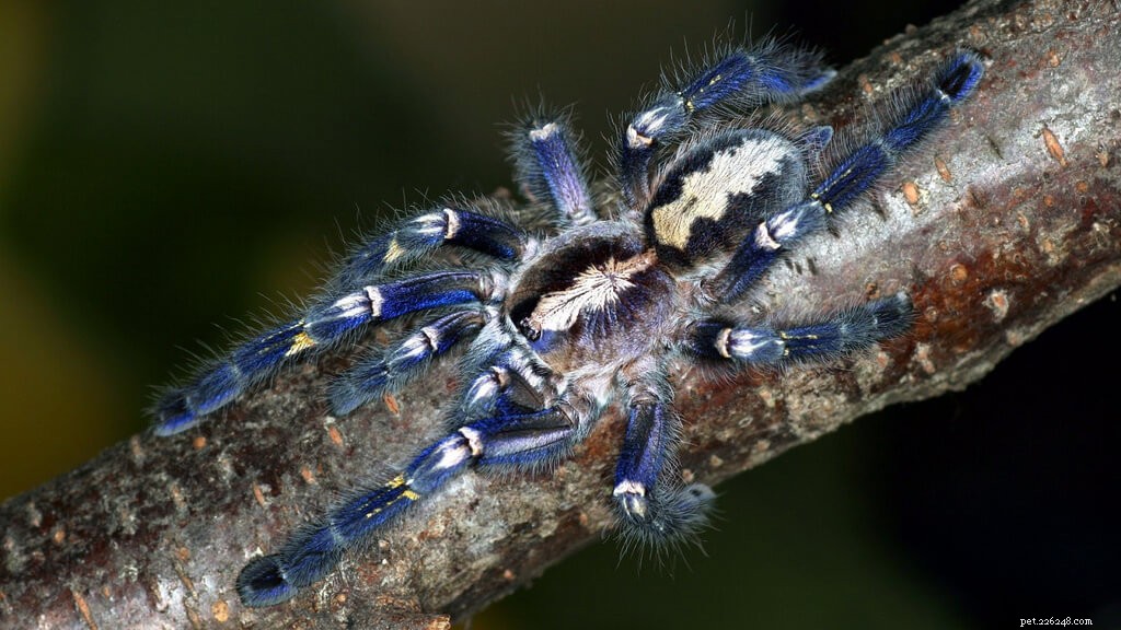 Poecilotheria metallica (Gooty Sapphire) – Comprehensive Care Guide