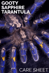 Poecilotheria metallica (Gooty Sapphire) – Comprehensive Care Guide