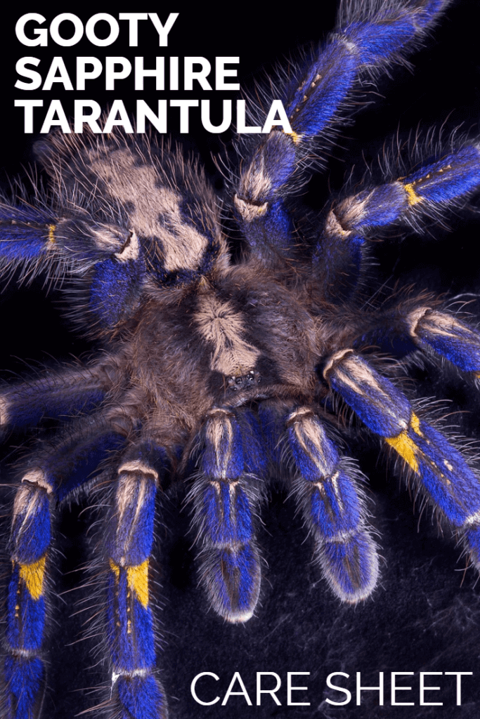 Poecilotheria metallica (Gooty Sapphire) – Comprehensive Care Guide