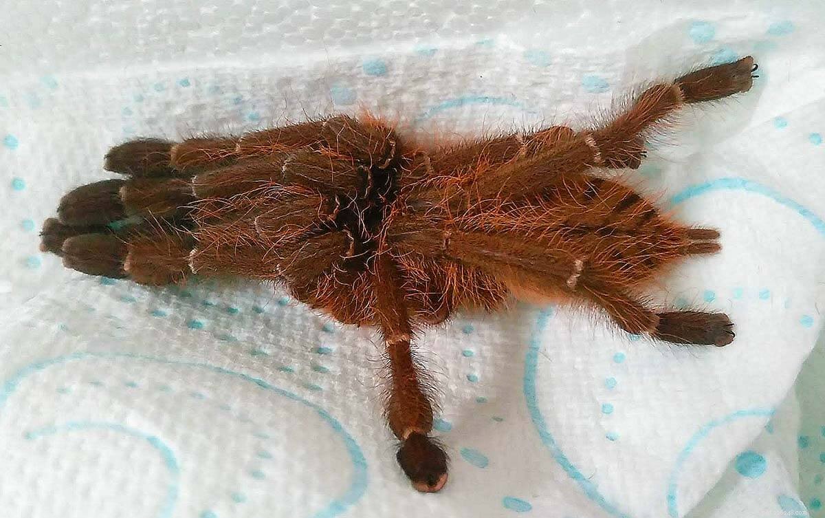 Singapore Blue Tarantula (Omothymus violaceopes): Expert Care & Maintenance Guide