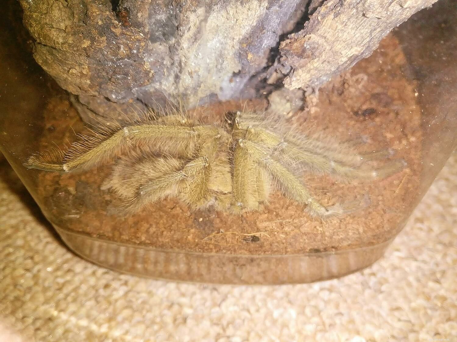 Singapore Blue Tarantula (Omothymus violaceopes): Expert Care & Maintenance Guide