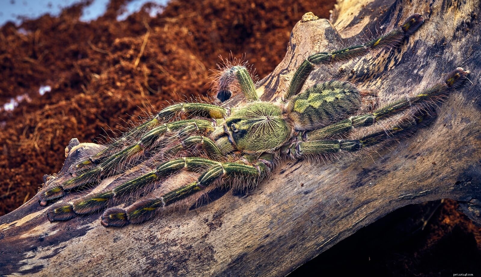 Poecilotheria rufilata (Red Slate Tarantula) – Expert Care Guide