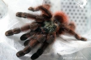 Comprehensive Care Guide for the Martinique Pink Toe Tarantula (Caribena versicolor)