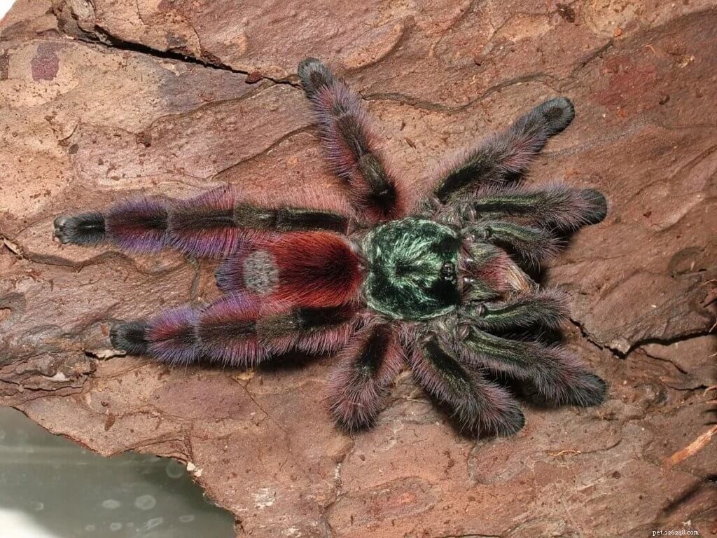 Comprehensive Care Guide for the Martinique Pink Toe Tarantula (Caribena versicolor)