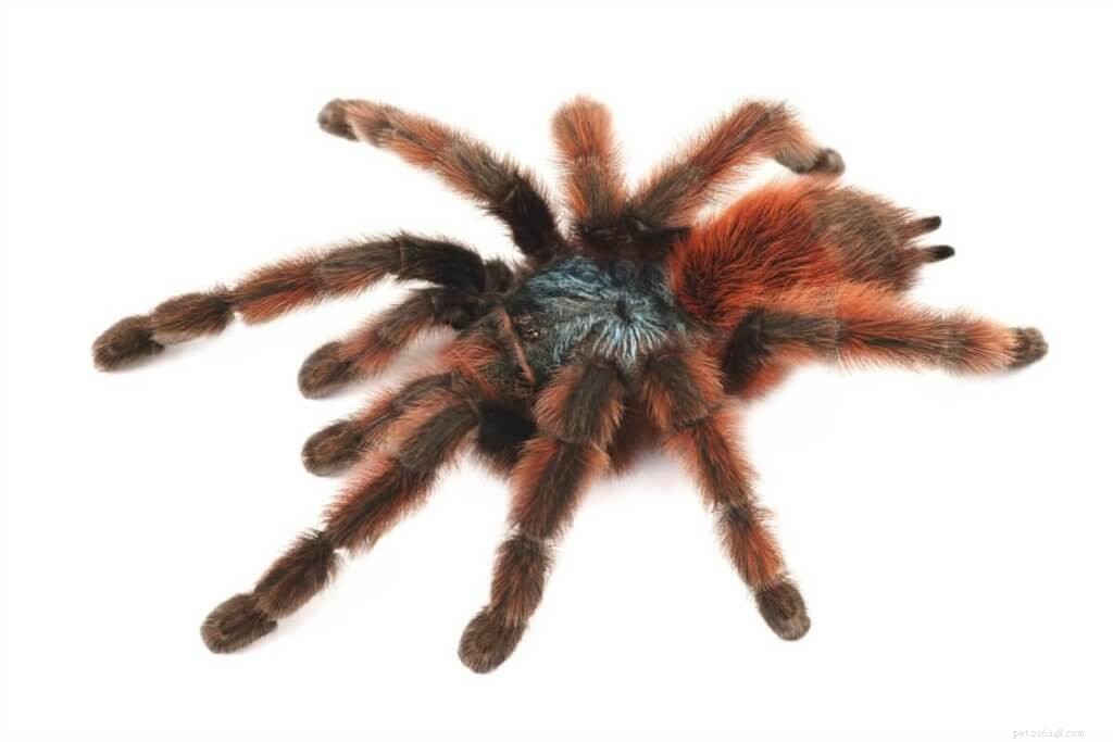 Comprehensive Care Guide for the Martinique Pink Toe Tarantula (Caribena versicolor)