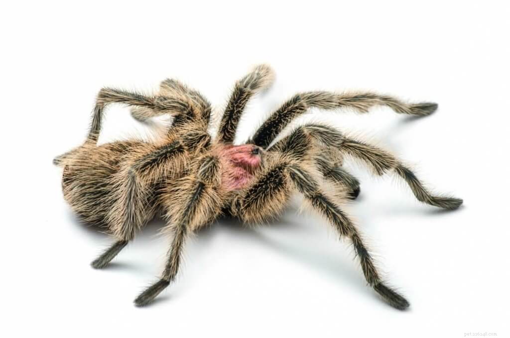 Rose Hair Tarantula Care Guide: Tips for Beginners & Chilean Rose Hair (Grammostola rosea)