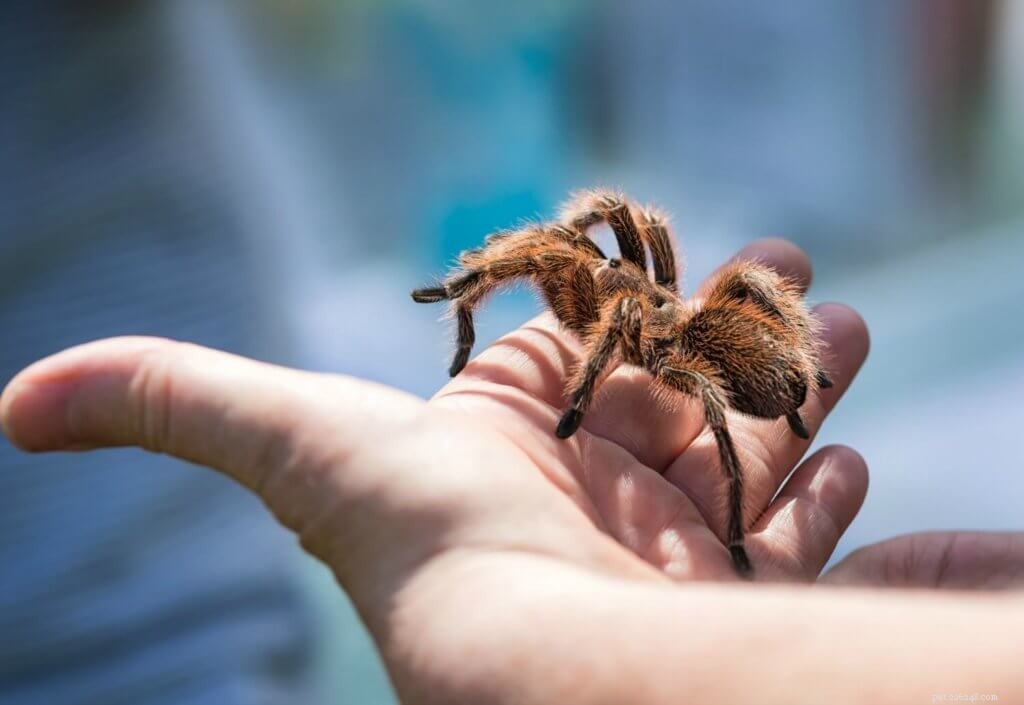 Rose Hair Tarantula Care Guide: Tips for Beginners & Chilean Rose Hair (Grammostola rosea)
