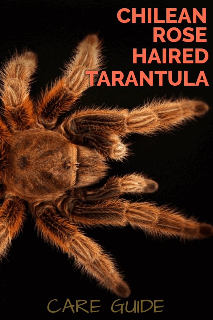 Rose Hair Tarantula Care Guide: Tips for Beginners & Chilean Rose Hair (Grammostola rosea)