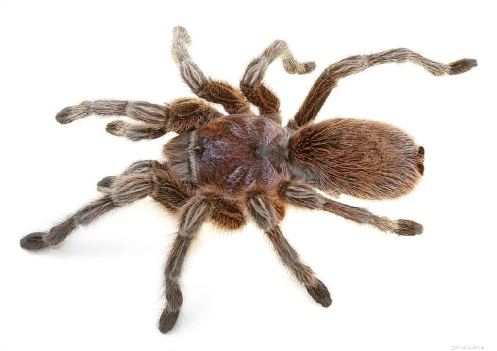 Rose Hair Tarantula Care Guide: Tips for Beginners & Chilean Rose Hair (Grammostola rosea)