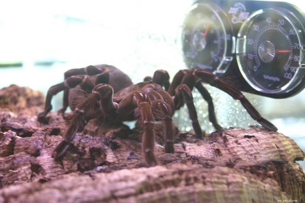 Goliath Birdeater Care Guide: Size, Habitat & Handling Tips