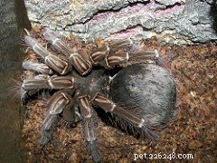 Goliath Birdeater Care Guide: Size, Habitat & Handling Tips