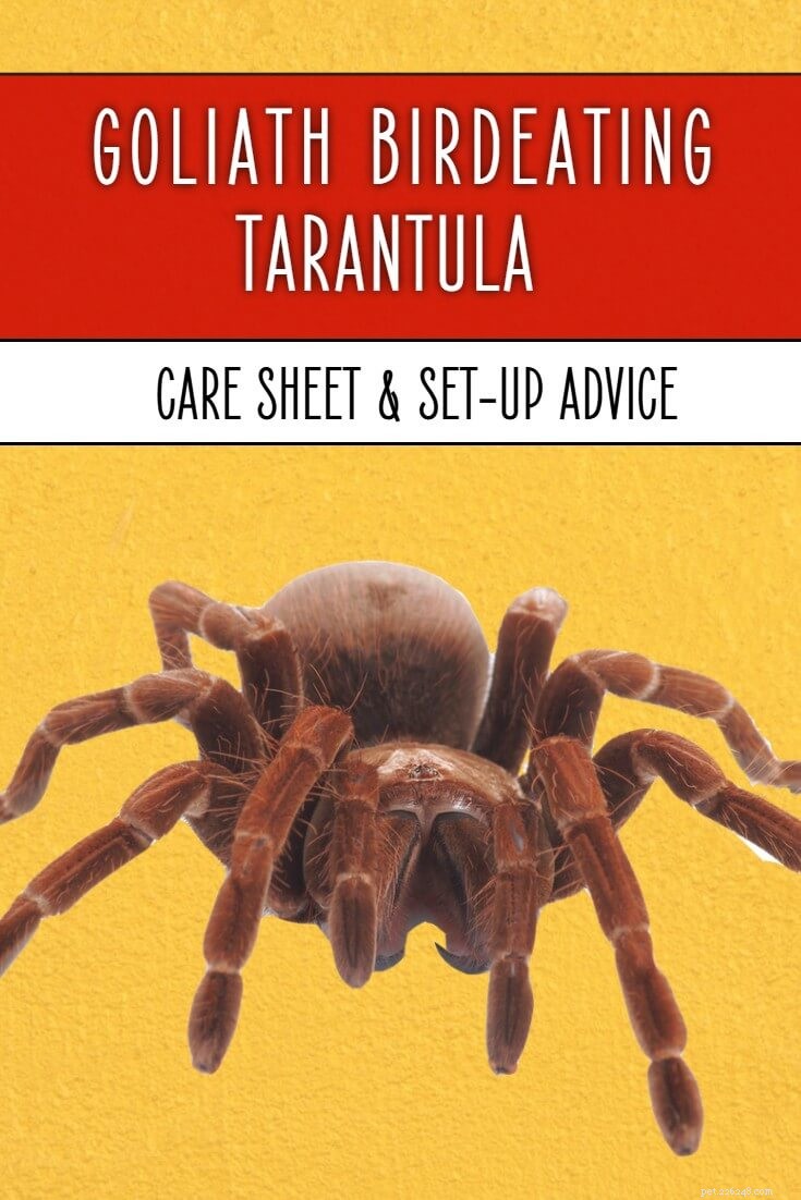 Goliath Birdeater Care Guide: Size, Habitat & Handling Tips