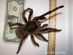 Goliath Birdeater Care Guide: Size, Habitat & Handling Tips