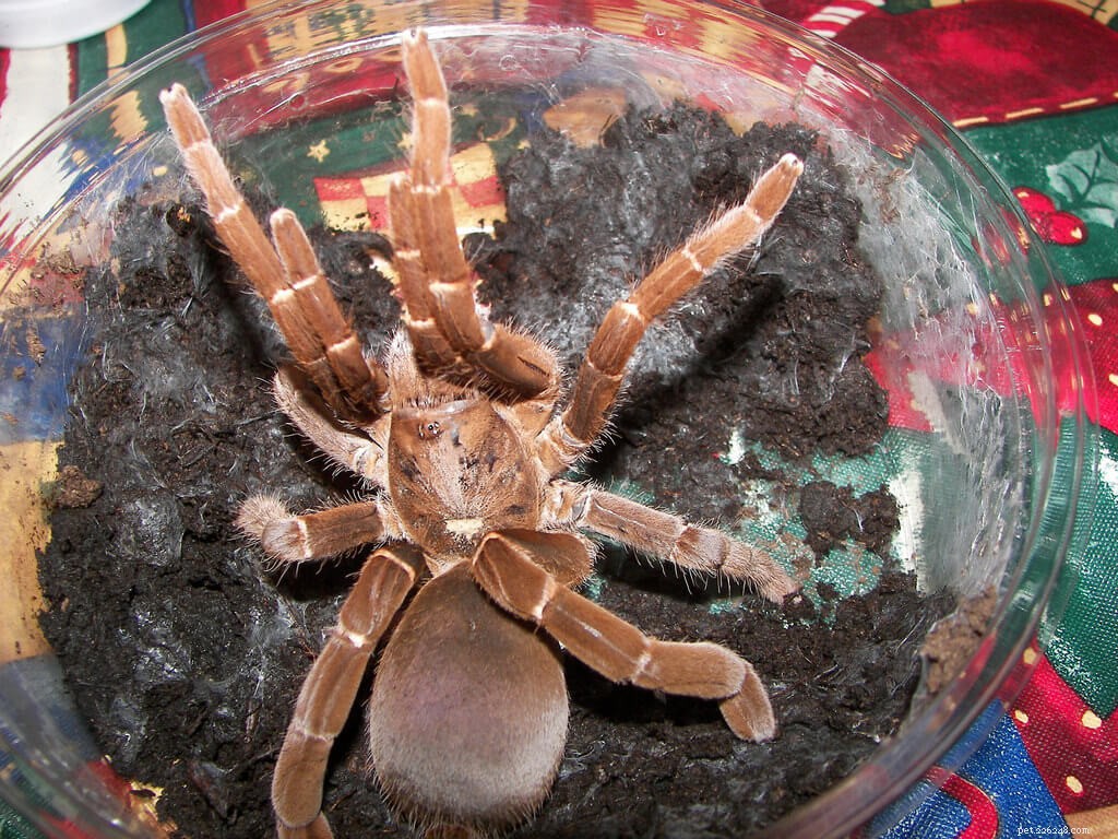 Comprehensive Care Guide for King Baboon Tarantulas (Pelinobius muticus)