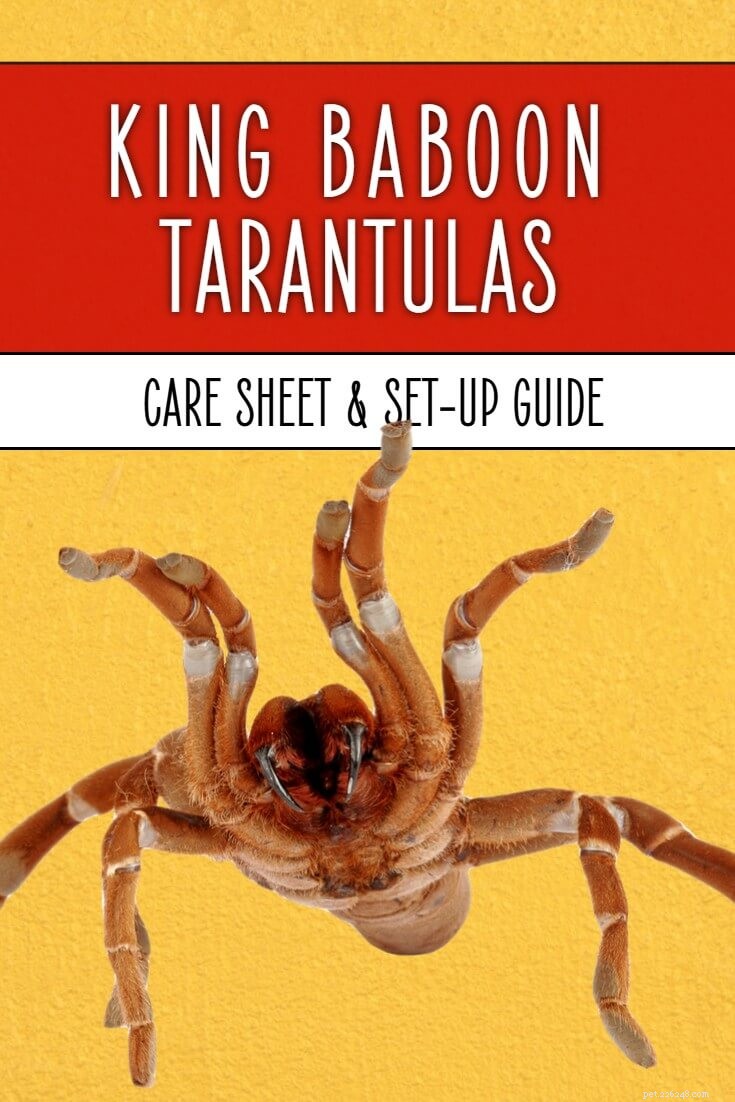 Comprehensive Care Guide for King Baboon Tarantulas (Pelinobius muticus)