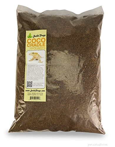 Comprehensive Care Guide for King Baboon Tarantulas (Pelinobius muticus)