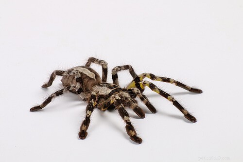 Choosing the Best Tarantula Pet: A Guide to Species, Sources, and Care