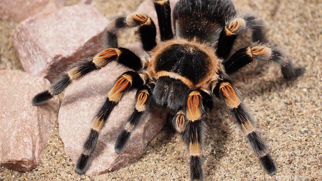 Choosing the Best Tarantula Pet: A Guide to Species, Sources, and Care