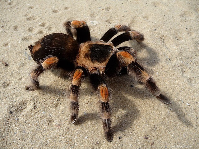 Choosing the Best Tarantula Pet: A Guide to Species, Sources, and Care