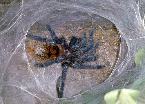 Choosing the Best Tarantula Pet: A Guide to Species, Sources, and Care
