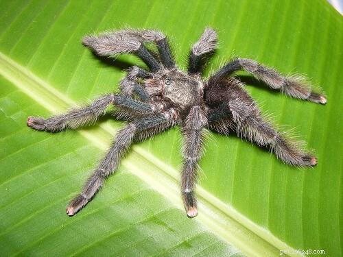 Choosing the Best Tarantula Pet: A Guide to Species, Sources, and Care