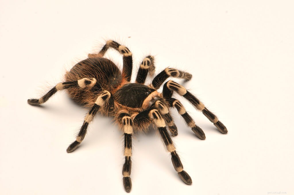 Comprehensive Care Guide for the Brazilian White Knee Tarantula (Acanthoscurria geniculata)