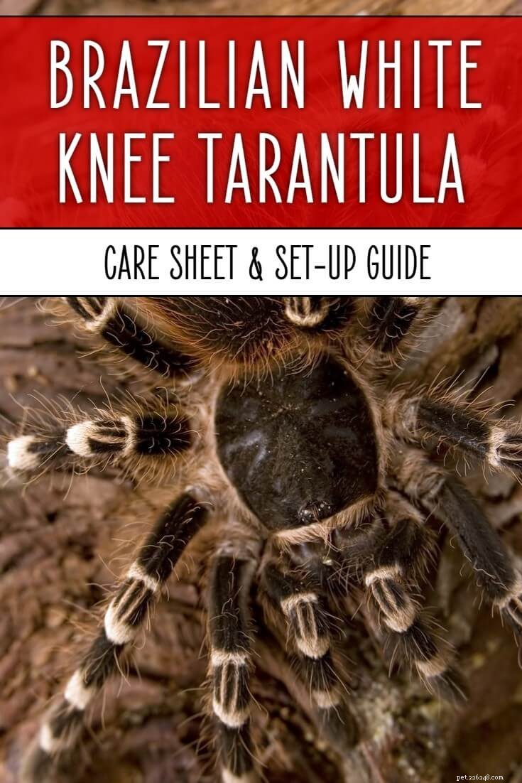 Comprehensive Care Guide for the Brazilian White Knee Tarantula (Acanthoscurria geniculata)