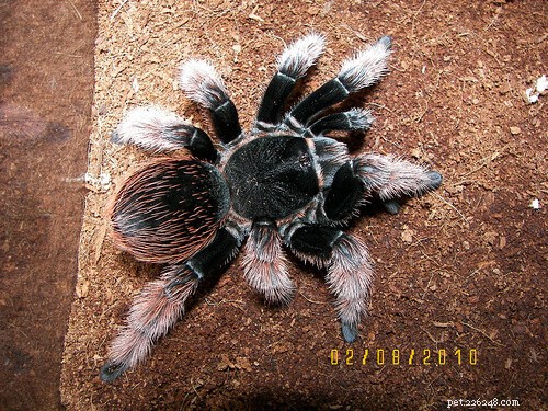 Brachypelma klaasi: Expert Care Guide for the Mexican Pink Tarantula