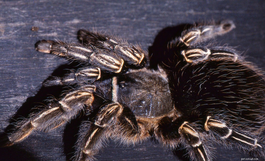 Costa Rican Zebra Tarantula Care Guide: Aphonopelma seemanni
