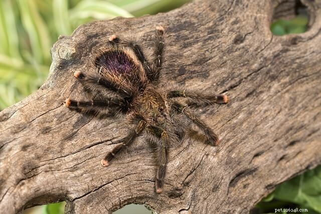 Can Tarantulas Climb? Exploring Their Climbing Capabilities