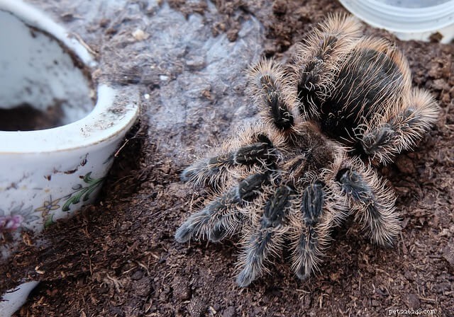 Do All Tarantulas Possess Urticating Hairs? Understanding Their Defensive Mechanism