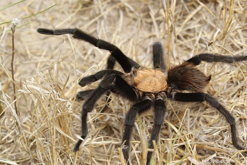 Do Tarantulas Die After Mating or Laying Eggs? Find Out What Happens