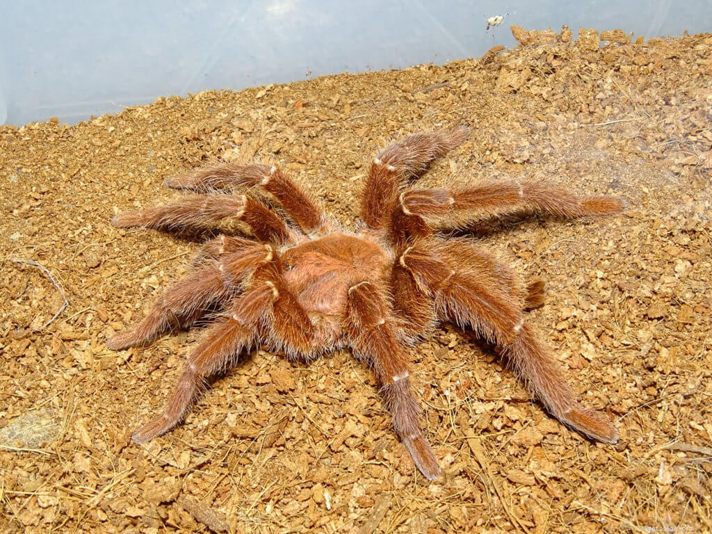 Do Tarantulas Make Noise? Insights into Their Silent Lives