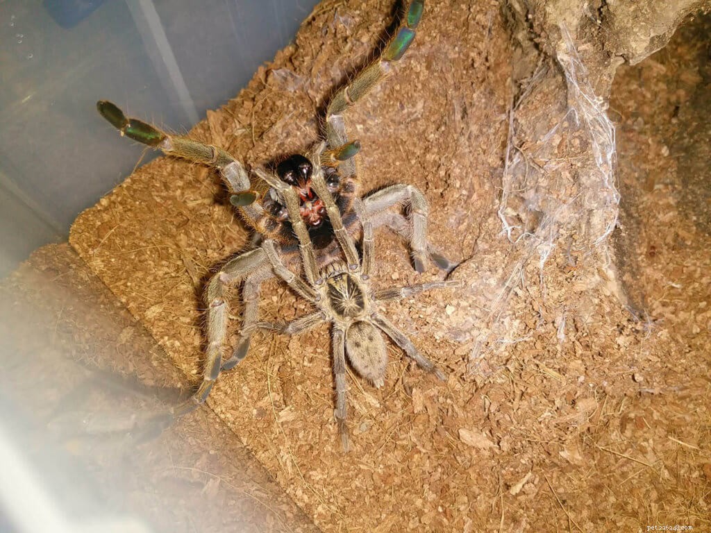Do Tarantulas Lay Eggs? Insights into Their Reproduction & Egg Care