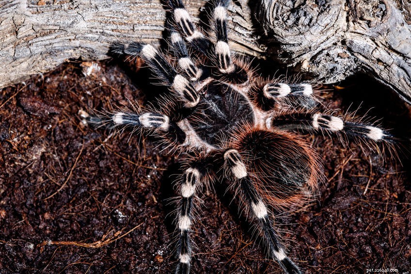 Essential Cage Requirements for Healthy Tarantula Care